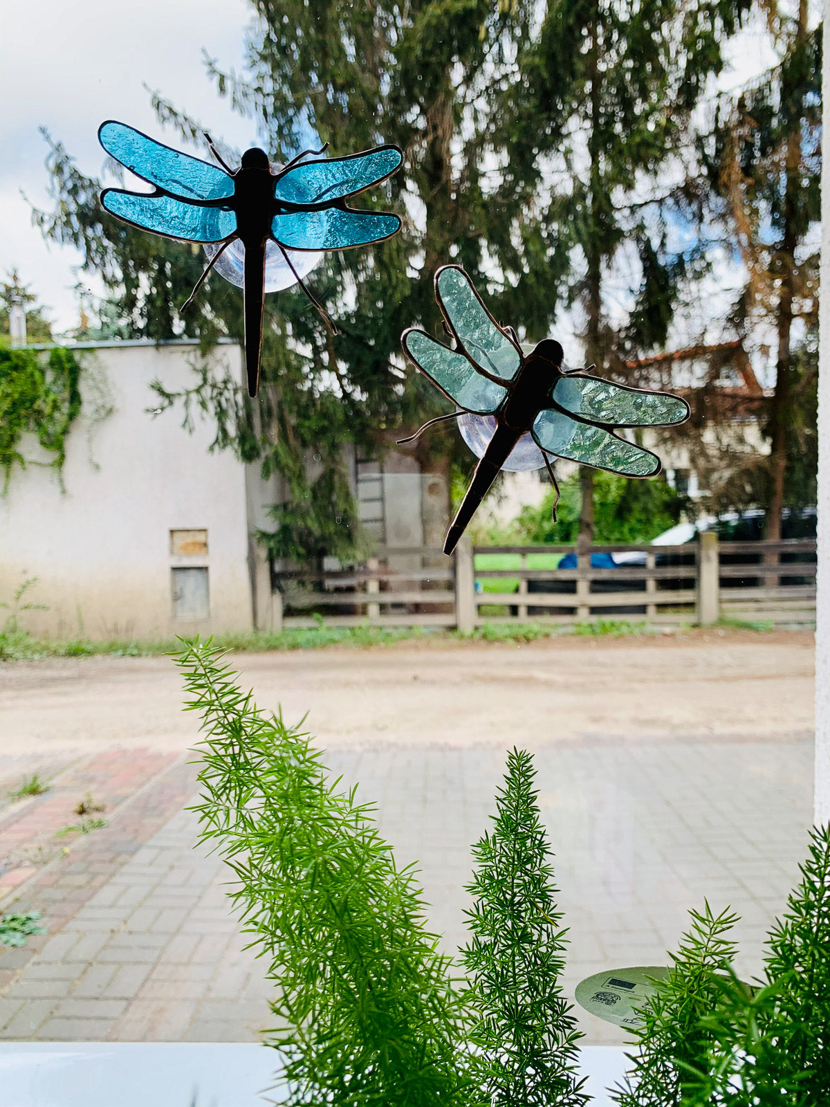 Dragonfly with suction cup